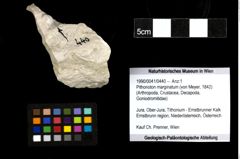 Foto (Objekt + Etiketten) von Pithonoton marginatum (von Meyer, 1842) 